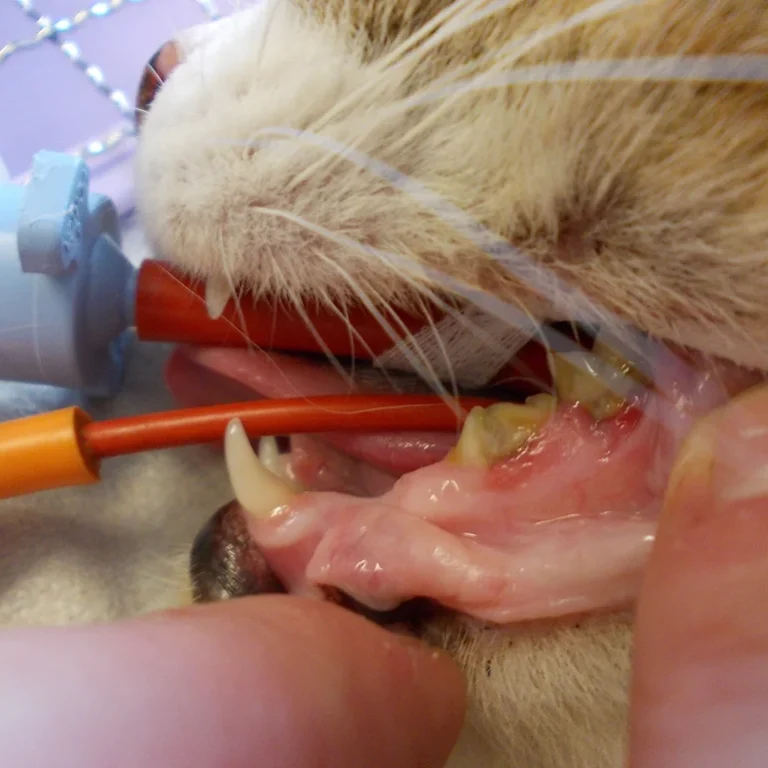 Endoscopy. Oxford Cat Clinic. Cat-only Vets in Oxford - Botley & Marston Clinics