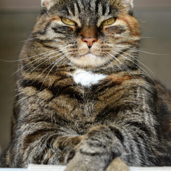 Cat Check-Ups. Oxford Cat Clinic, Botley & Marston. The Cat's Whiskers Health Plan.