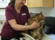 Is Cream Good for Cats? Oxford Cat Clinic, Botley & Marston.