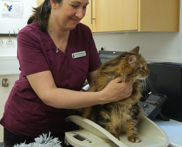 Is Cream Good for Cats? Oxford Cat Clinic, Botley & Marston.