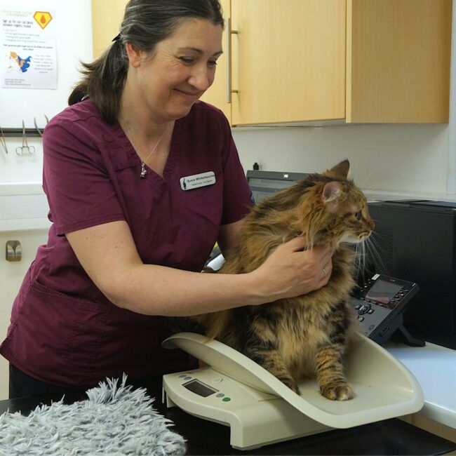 Is Cream Good for Cats? Oxford Cat Clinic, Botley & Marston.