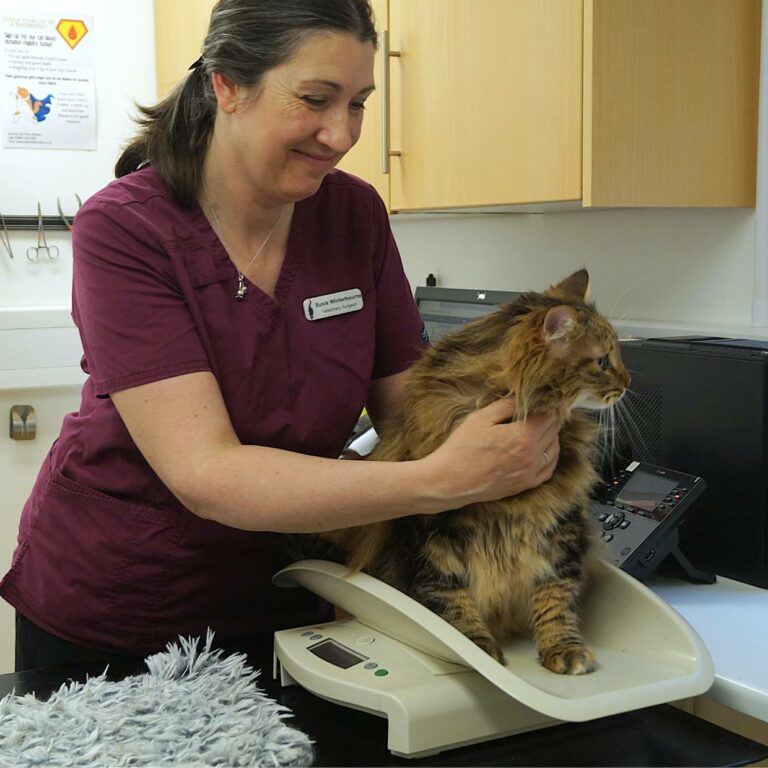 Is Cream Good for Cats? Oxford Cat Clinic, Botley & Marston.