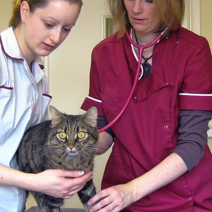Nurse Jo and Vet Martha Cannon Oxford Cat Clinic. Cat-only Vets in Oxford - Botley & Marston Clinics