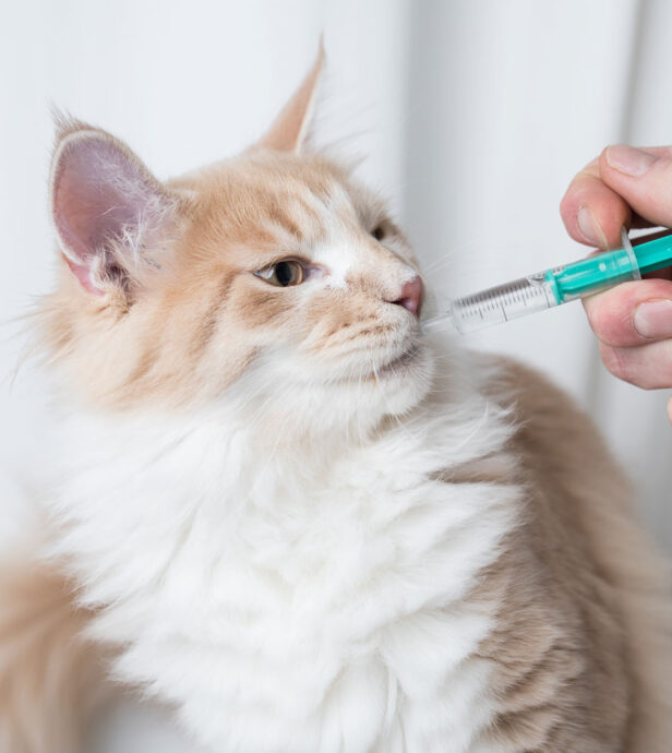medication cat medication cat