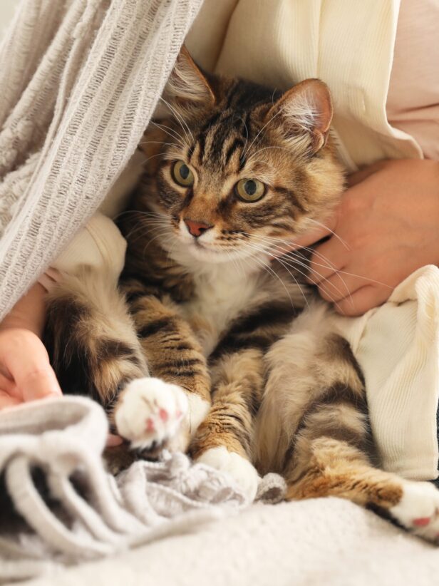 Cat Only Why Cat Only Full