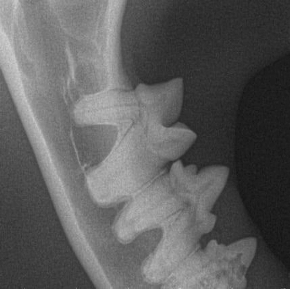 Dental Disease in Cats. Oxford Cat Clinic