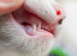 Dental Disease in Cats. Oxford Cat Clinic.