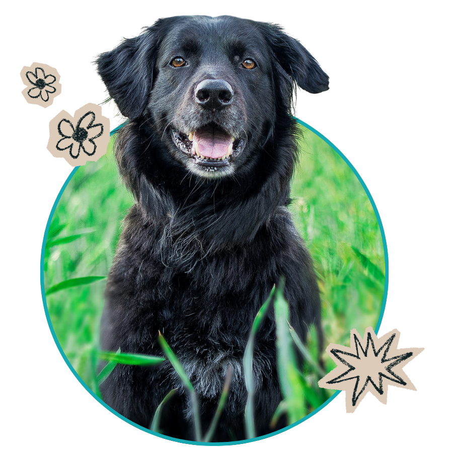 Oxford Vet Clinic: Happy dog Oxford Vet Clinic: Happy dog